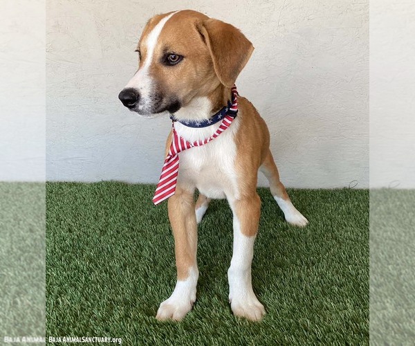 Medium Photo #3 Labbe Puppy For Sale in San Diego, CA, USA