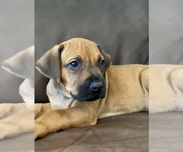 Medium Photo #12 Rhodesian Ridgeback Puppy For Sale in KELLER, TX, USA