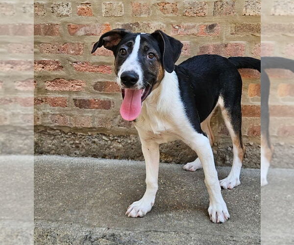 Medium Photo #6 Coonhound-Unknown Mix Puppy For Sale in Chicago, IL, USA