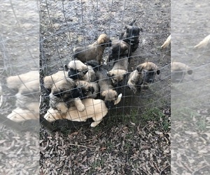 German Shepherd Dog-Great Pyrenees Mix Puppy for sale in COLFAX, WA, USA