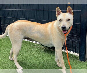 CALI - Female Mutt Dog for Adoption - Photo #2