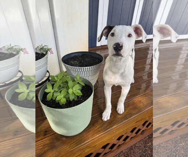 Medium Photo #6 Mutt Puppy For Sale in Greenville, SC, USA