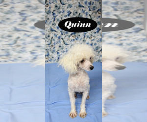 Poodle (Toy) Puppy for sale in CHANUTE, KS, USA