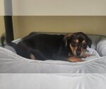 Small #1 Dachshund Mix