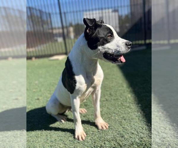 Medium Photo #8 American Pit Bull Terrier-Labrador Retriever Mix Puppy For Sale in Rockwall, TX, USA