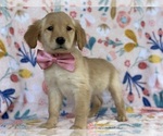 Small Photo #4 Golden Retriever Puppy For Sale in LANCASTER, PA, USA