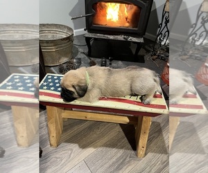 Mastiff Puppy for Sale in WOODSTOCK, Georgia USA