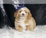 Small Photo #74 Goldendoodle (Miniature) Puppy For Sale in WARSAW, IN, USA
