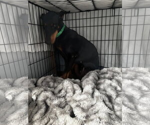 Tootsie - Female Doberman Pinscher Dog for Adoption - Photo #5