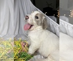 Small Photo #2 Goldendoodle Puppy For Sale in VERO BEACH, FL, USA