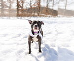 Small #5 Mutt