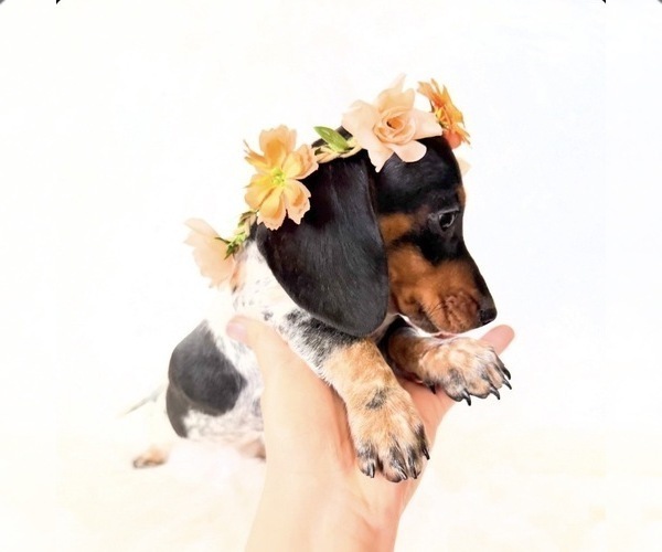 Medium Photo #9 Dachshund Puppy For Sale in DAVIS, CA, USA