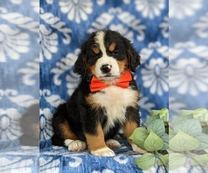 Bernese Mountain Dog Puppy for sale in NEW HOLLAND, PA, USA