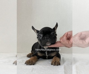 French Bulldog Puppy for sale in MODESTO, CA, USA