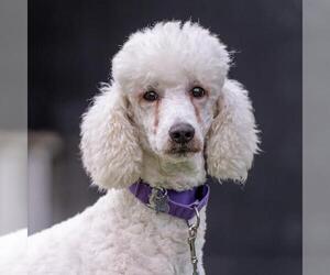 Poodle (Standard) Dogs for adoption in San Diego, CA, USA