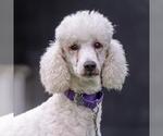 Small Poodle (Standard)
