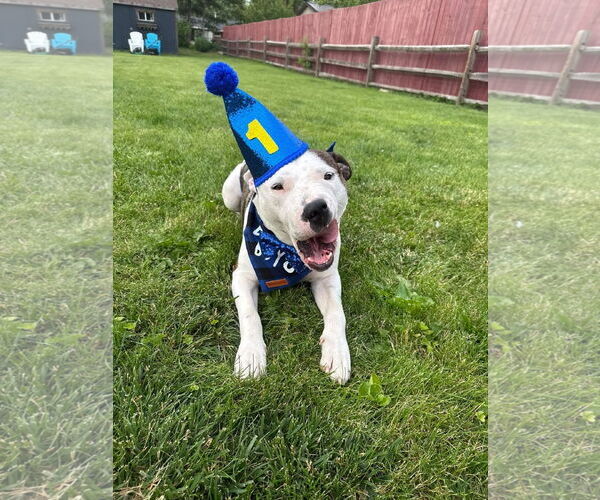 Medium Photo #6 American Pit Bull Terrier-Unknown Mix Puppy For Sale in Germantown, OH, USA