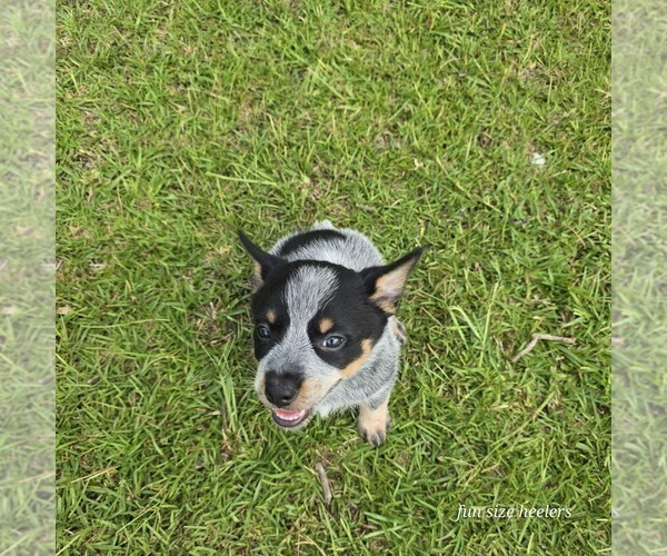 Medium Photo #2 Australian Cattle Dog Puppy For Sale in LAURINBURG, NC, USA