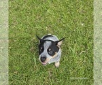 Small #1 Australian Cattle Dog