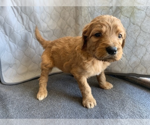 Medium Photo #5 Goldendoodle Puppy For Sale in CALIMESA, CA, USA