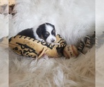 Small #28 Australian Shepherd