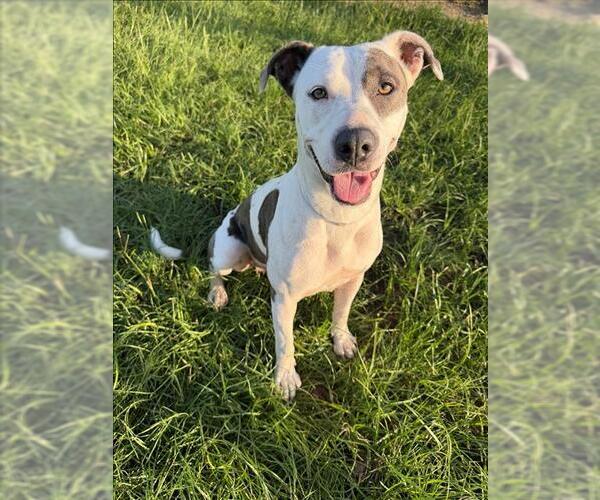 Medium Photo #1 Mutt Puppy For Sale in Conroe, TX, USA