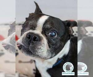 Boston Terrier Dogs for adoption in Kennesaw, GA, USA