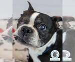 Small Boston Terrier