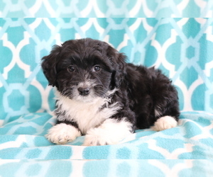 Aussie-Poo Puppy for sale in SHILOH, OH, USA