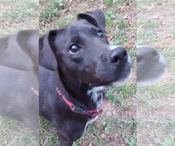 Medium Photo #2 Labrador Retriever-Unknown Mix Puppy For Sale in Boston, MA, USA
