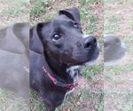 Small #1 Labrador Retriever Mix