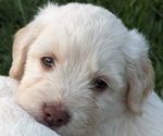 Puppy CHIP Goldendoodle