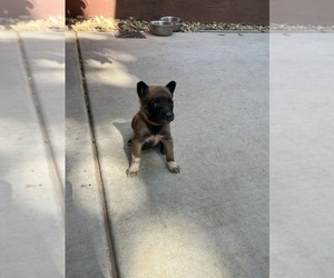 Belgian Malinois Puppy for sale in STOCKTON, CA, USA