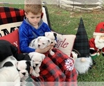 Small Photo #14 English Bulldog Puppy For Sale in PEACHLAND, NC, USA