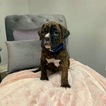 Small Photo #6 Boxer Puppy For Sale in NORCO, CA, USA