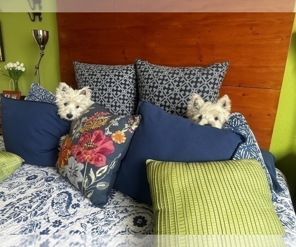 Medium Photo #3 West Highland White Terrier Puppy For Sale in PHOENIX, AZ, USA