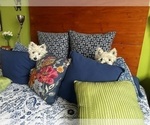 Small Photo #3 West Highland White Terrier Puppy For Sale in PHOENIX, AZ, USA