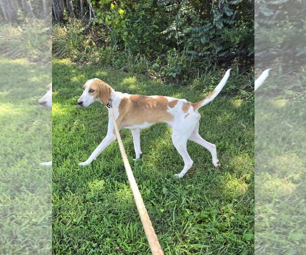 Medium Photo #5 Mutt Puppy For Sale in Rustburg, VA, USA