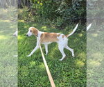 Small #4 Mutt