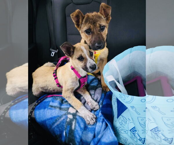 Medium Photo #14 Shepradors Puppy For Sale in Princeton, MN, USA