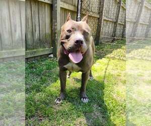 American Staffordshire Terrier-Unknown Mix Dogs for adoption in Sheboygan, WI, USA