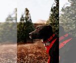 Small #6 American Staffordshire Terrier-Labrador Retriever Mix