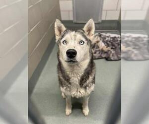 - Mix Dogs for adoption in Baytown, TX, USA