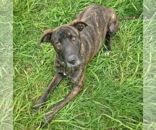 Medium Photo #7 Holland Shepherd-Unknown Mix Puppy For Sale in Huntley, IL, USA