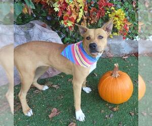 Mutt Dogs for adoption in Oklahoma City, OK, USA