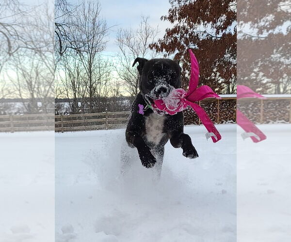 Medium Photo #2 Mutt Puppy For Sale in Hewitt, NJ, USA
