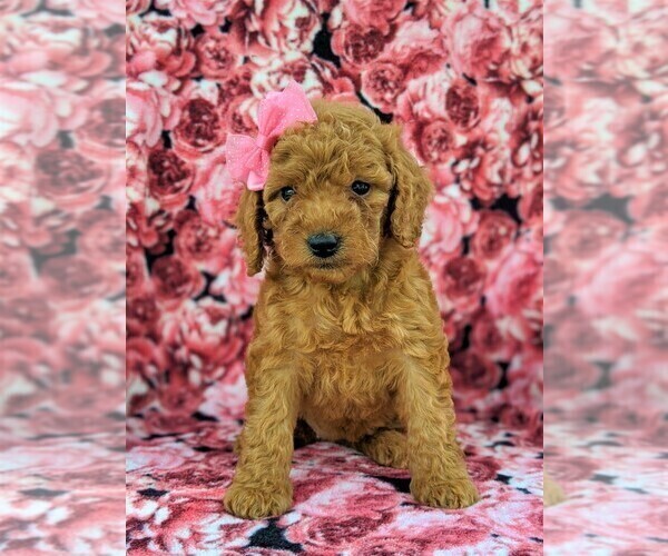 Medium Photo #1 Goldendoodle-Poodle (Miniature) Mix Puppy For Sale in GLEN ROCK, PA, USA