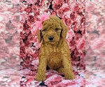 Small Photo #1 Goldendoodle-Poodle (Miniature) Mix Puppy For Sale in GLEN ROCK, PA, USA