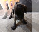 Small #2 Mastiff