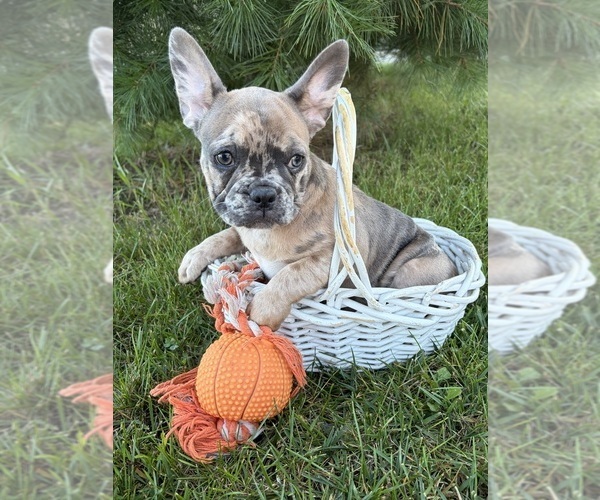 Medium Photo #5 French Bulldog Puppy For Sale in MIDDLEBURY, IN, USA